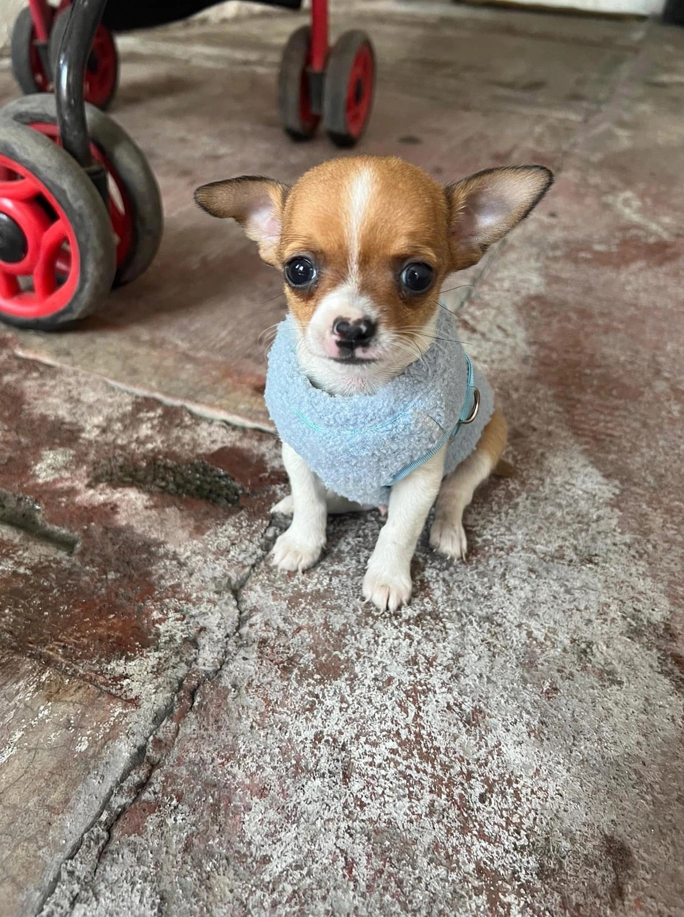 Perrito usando ropa de Faunela