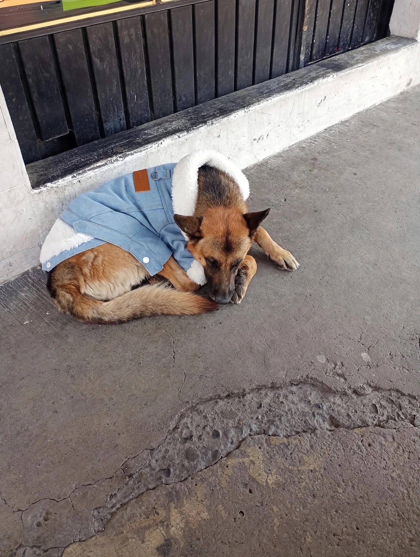 Perritos felices