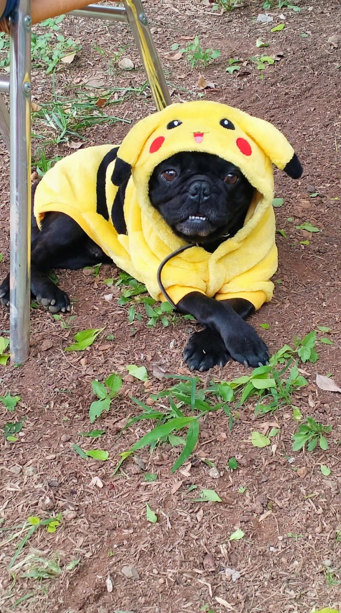 Perrito con ropa