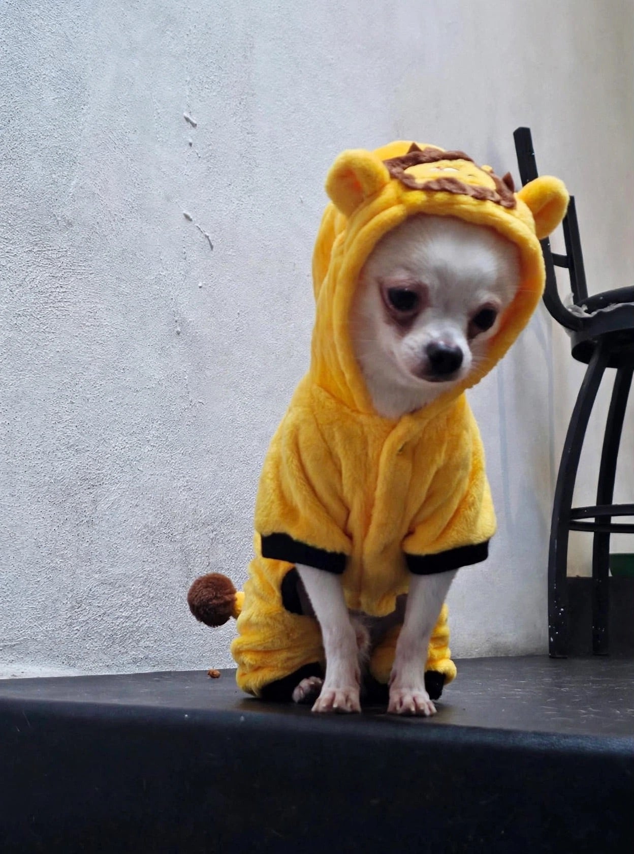 Perrito pequeño