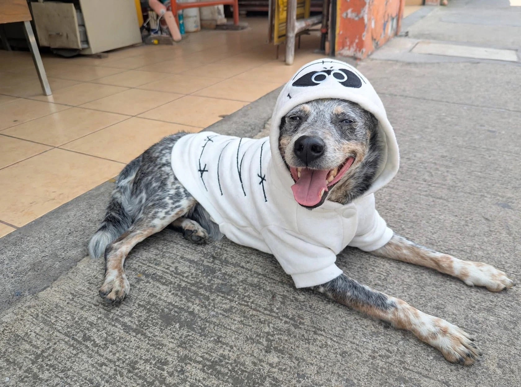 Perrito usando ropa de Faunela