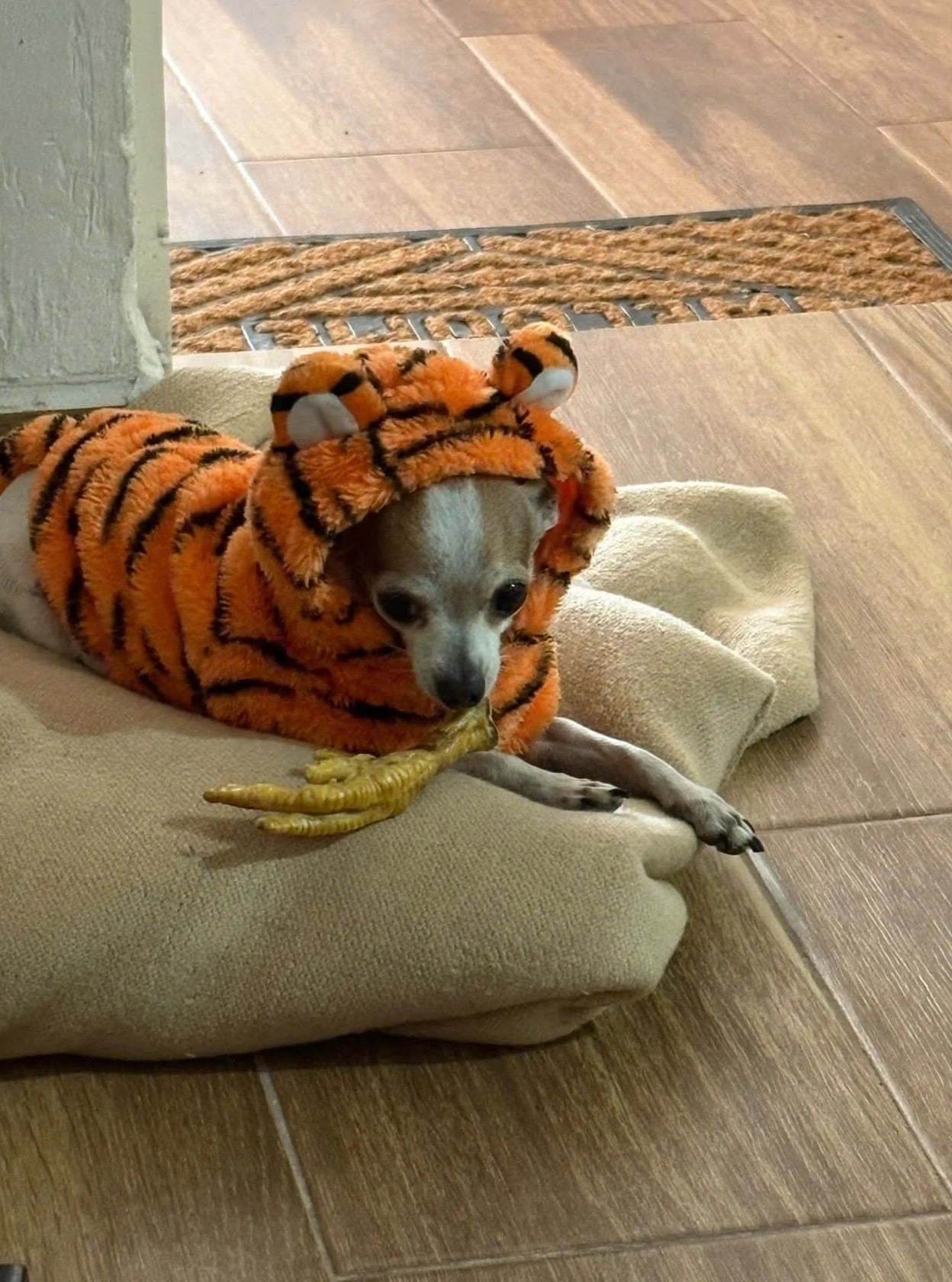 Perrito usando ropa de Faunela